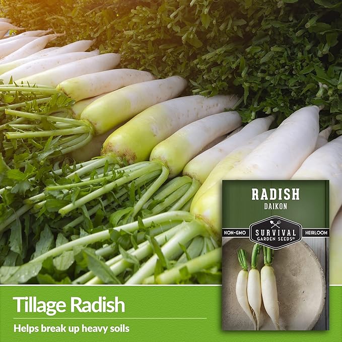 Survival Garden Seeds - Daikon Radish Seed for Planting - 5 Packs with Instructions to Plant and Grow Japanese Radish Vegetables in Your Home Vegetable Garden - Non-GMO Heirloom Variety