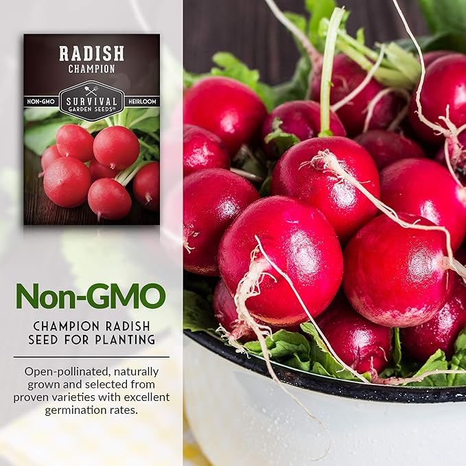 Survival Garden Seeds - Champion Radish Seed for Planting - 3 Packets with Instructions to Plant & Grow Red Radishes in Your Home Vegetable Garden - Non-GMO Heirloom Variety Vegetable Seed