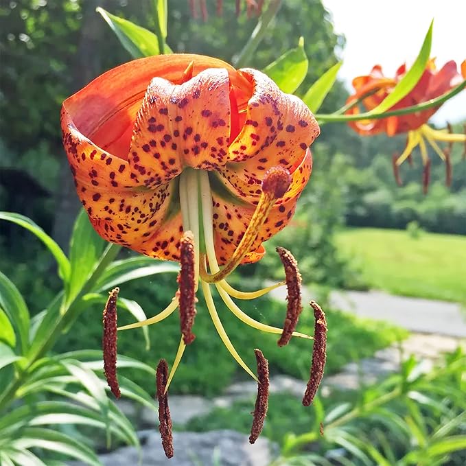 Turk's Cap Lily Seeds Lilium Superbum Elegant and Distinct Appearance Hardy Perennial Plant Low-Maintenance Attractive to Pollinators for Garden Beds, Borders Outdoor 25Pcs by YEGAOL Garden