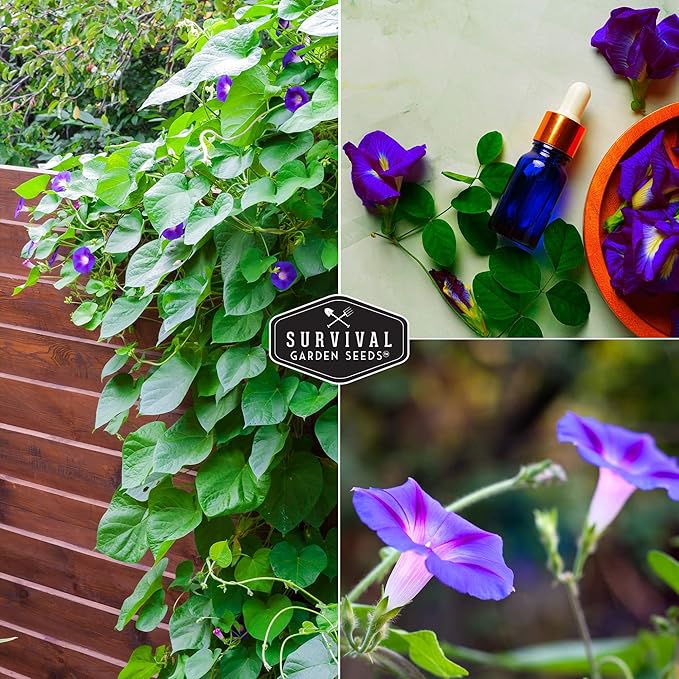 Survival Garden Seeds - Grandpa OTT Morning Glory Seed for Planting - 3 Packs with Instructions to Plant and Grow Ipomoea Purpurea in Your Home Vegetable Garden - Non-GMO Heirloom Variety