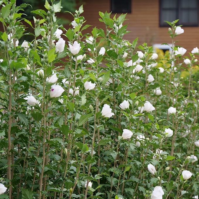 2 Gallon Proven Winners Hibiscus White Pillar Shrub