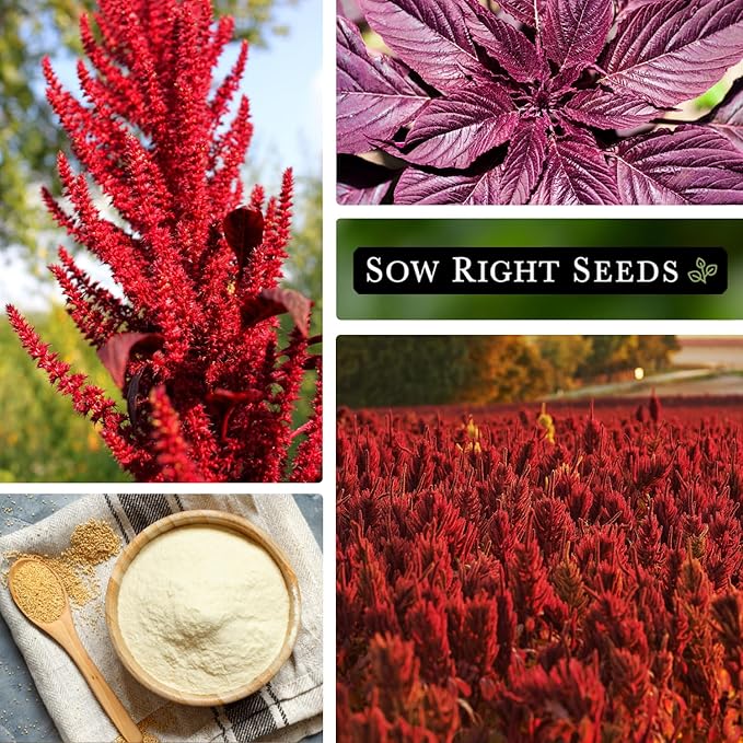 Sow Right Seeds - Red Garnet Amaranth Seeds for Planting - Non-GMO Heirloom Packet with Instructions to Plant & Grow an Outdoor Home Vegetable Garden - Colorful & Unique - Trailing Variety (1)