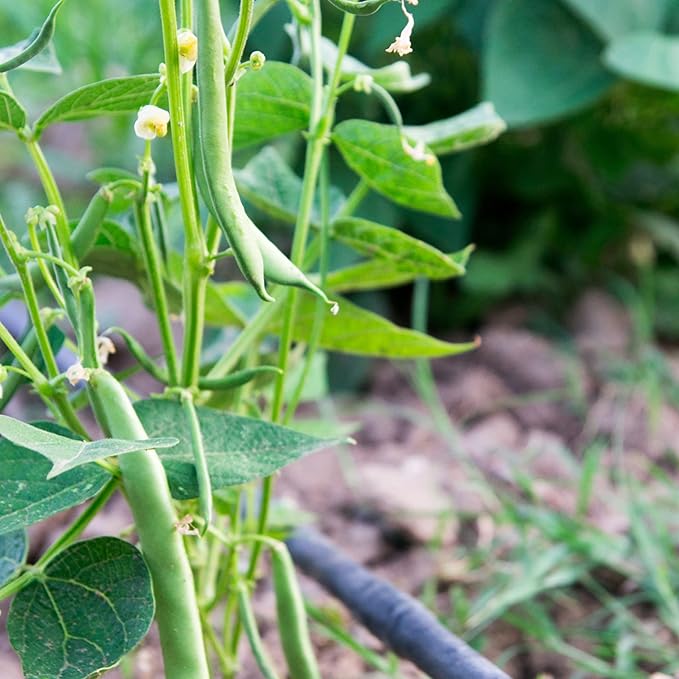 Park Seed Derby Green Bean Organic Bush Seeds, Pack of 100 Seeds