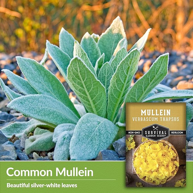 Mullein Seed for Planting - 2 Packets with Instructions to Plant and Grow Medicinal Herb Common Mullein in Your Home Vegetable Garden - Non-GMO Heirloom Variety - Survival Garden Seeds