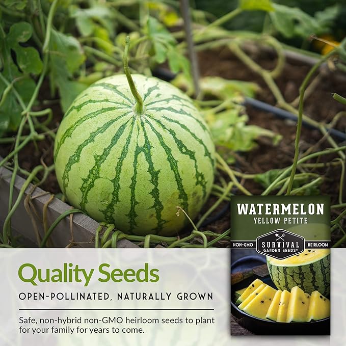 Survival Garden Seeds - Yellow Petite Watermelon Seed for Planting - 5 Packs with Instructions to Plant and Grow Small Yellow Watermelons in Your Home Vegetable Garden - Non-GMO Heirloom Variety
