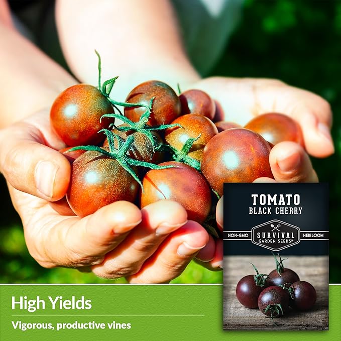 Black Cherry Tomato Seed for Planting - 2 Packets with Instructions to Plant & Grow Reddish-Purple Cherry Tomatoes in Your Home Vegetable Garden - Non-GMO Heirloom Variety - Survival Garden Seeds