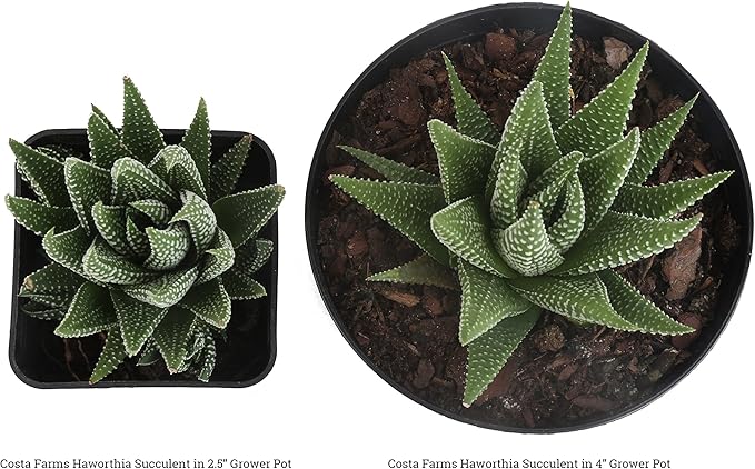 Costa Farms Haworthia Succulents Fully Rooted Live Indoor Plant 6-Inches Tall, in Grower Pot, 3-Pack