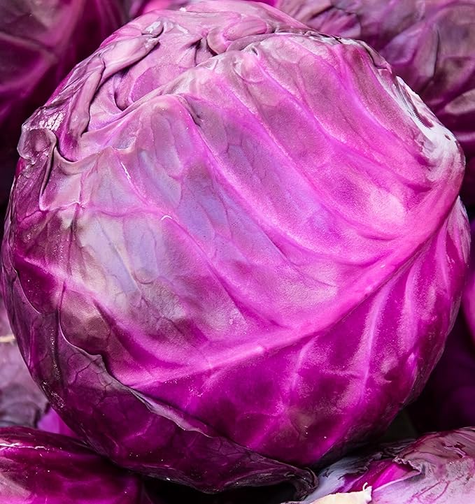 Cabbage Seeds for Planting - Plant & Grow Red Acre Cabbage in Your Home Outdoor Vegetable Garden - Heirloom Non GMO Planting Packets with Full Instructions - Great Gardening Gift, 2 Packets