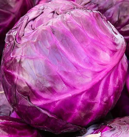 Cabbage Seeds for Planting - Plant & Grow Red Acre Cabbage in Your Home Outdoor Vegetable Garden - Heirloom Non GMO Planting Packets with Full Instructions - Great Gardening Gift, 2 Packets