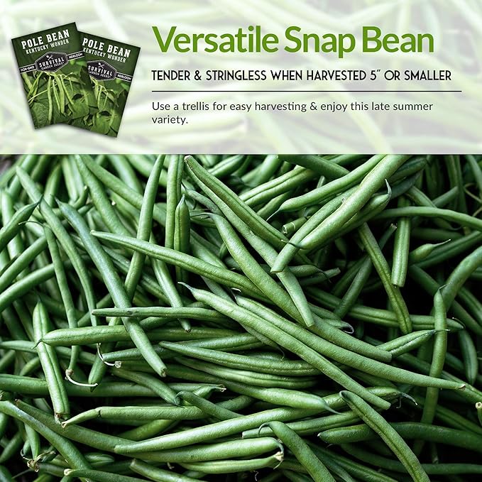 Survival Garden Seeds - Kentucky Wonder Pole Bean Seed for Planting - 3 Packs with Instructions to Plant and Grow Green Snap Beans in Your Home Vegetable Garden - Non-GMO Heirloom Variety