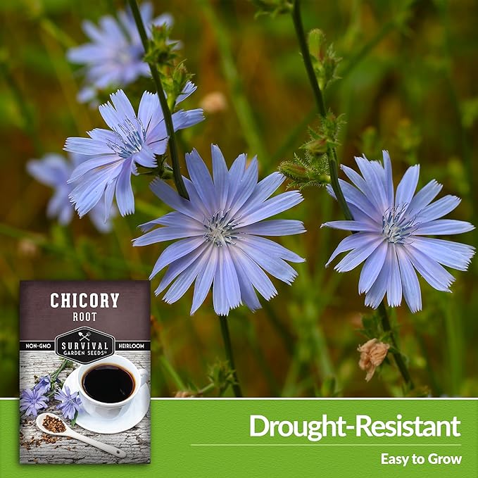 Root Chicory Seed for Planting - 2 Packets with Instructions to Plant and Grow Coffee Chicory in Your Home Vegetable Garden - Non-GMO Heirloom Variety - Survival Garden Seeds