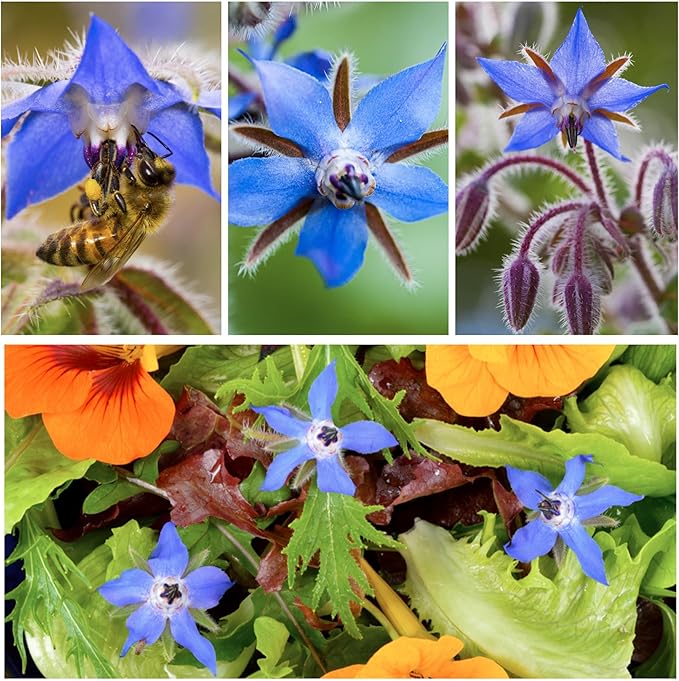 Seed Needs Blue Borage Seeds for Planting - Heirloom, Non-GMO & Untreated - Blue Star Flowers to Attract Bees, Butterflies & Other Pollinators (2 Packs)