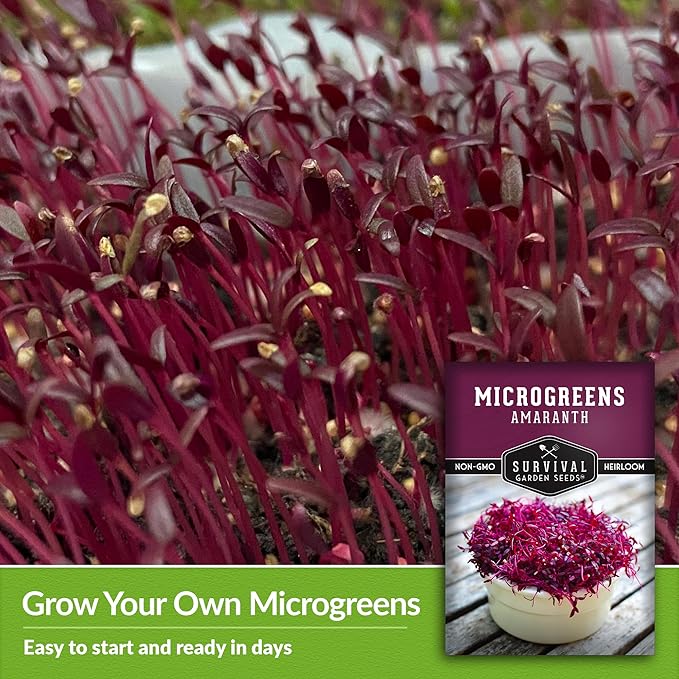 5 Packs Amaranth Microgreens Seeds for Planting and Growing - Plant Green Leafy Micro Vegetable Plants Indoors - Grow A Mini Windowsill Garden - Non-GMO Heirloom - Survival Garden Seeds