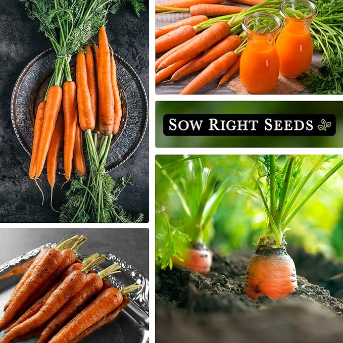 Sow Right Seeds - Imperator 58 Carrot Seed for Planting - Non-GMO Heirloom Packet with Instructions to Plant a Home Vegetable Garden - Indoors or Outdoors - Long Variety, Super Sweet (4)
