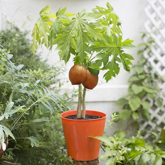 Premium Papaya Plant Soil Mix by Gardenera - Stimulate Growth and Elevate Fruitfulness with Nourishing Formula - 5 Quart