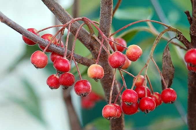 Aronia arb. 'Brilliantissima' (Red Chokeberry) Shrub, 3-Size Container, White Flowers