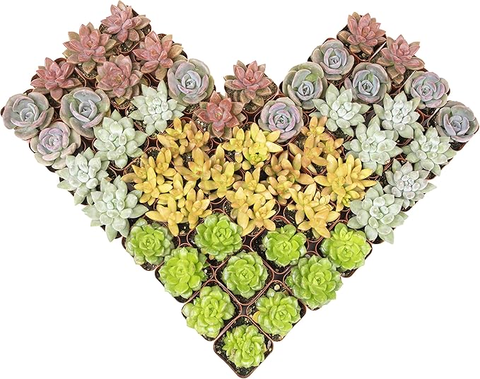 Altman Plants, Live Succulents Plants Live Houseplants (5PK), Succulent Plants Live Indoor Plants, Live Plants Indoor Live House Plants, Succulent Plant Kit, Live Cactus Plants Live in Succulent Soil