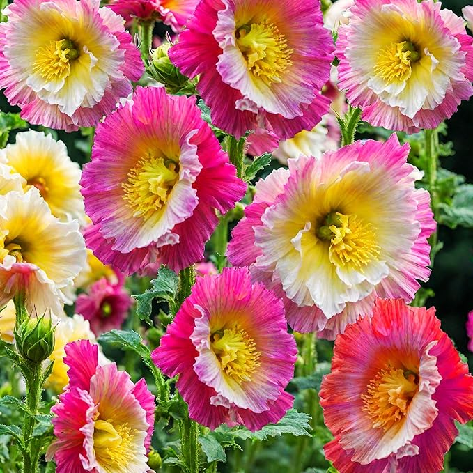 400+ Hollyhock Seeds: Vibrant Carnival Mix (Pink, Yellow, White) for Giant Blooms