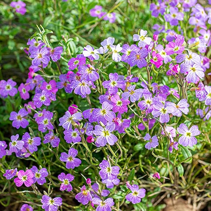 CHUXAY GARDEN Malcolmia Maritima-Virginia Stock 4000 Seeds Popular Annual Striking Landscaping Plant Low-Maintenance