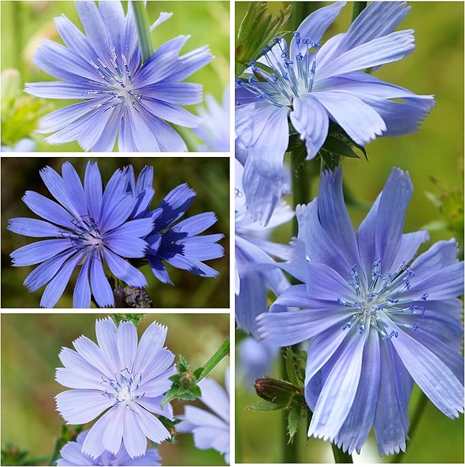 Seed Needs, Chicory Seeds - 500 Heirloom Seeds for Planting Cichorium intybus - Blue Floweres/Wildflowers, Non-GMO & Untreated, Italian Dandelion (5 Packs)