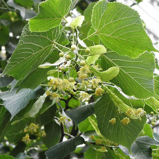 CHUXAY GARDEN 10 Seeds Tilia Platyphyllos Seed,Large-Leaved Linden,Bigleaf Linden Large Deciduous Tree Privacy Screen Grows in Garden and pots Great for Planting