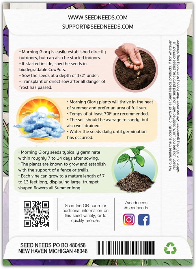 Seed Needs Black Kniolas Morning Glory Seeds for Planting - Heirloom & Open Pollinated Annual Vines - Cover a Fence or Trellis in Deep Purple Almost Black Flowers (2 Packs)