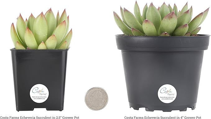 Costa Farms Echeveria Succulents Fully Rooted Live Indoor Plant 6-Inches Tall, in Grower Pot, 3-Pack