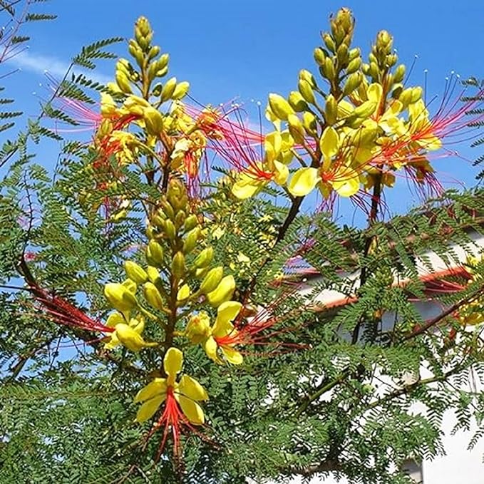 CHUXAY GARDEN Rare Yellow Bird of Paradise Seeds for Planting Outdoors Caesalpinia Gilliesii Seed 5 Seeds Perennial Drought Tolerant Poinciana Shrub Showy Privacy Plant Ornamental Flower