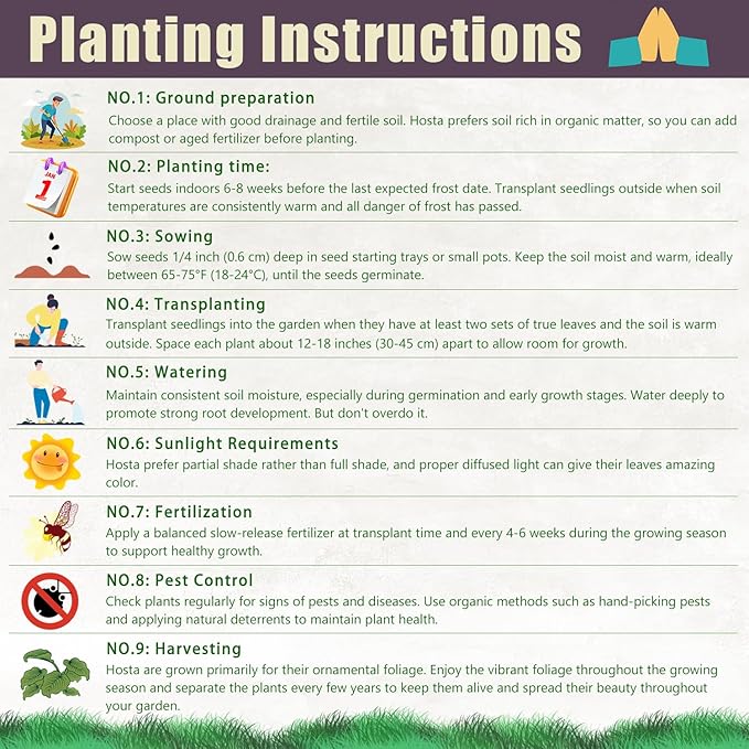 Purple Hosta Seeds - 200pcs Attract Pollinators Perennial Hosta Plants Ease of Planting Ideal for Shaded Gardens