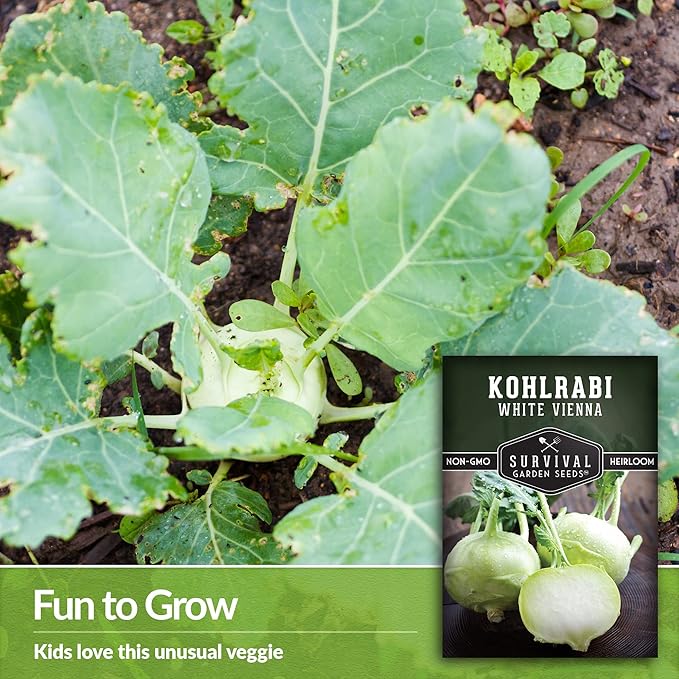 Survival Garden Seeds - White Vienna Kohlrabi Seed for Planting - 3 Packs with Instructions to Plant and Grow Unique Cruciferous Vegetables in Your Home Vegetable Garden - Non-GMO Heirloom Variety