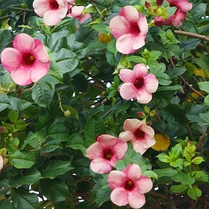 CHUXAY GARDEN Allamanda Blanchetii Seed 100 Seeds Purple Allamanda Evergreen Flowering Plant Highly Fragrant Eye-catching Decoration