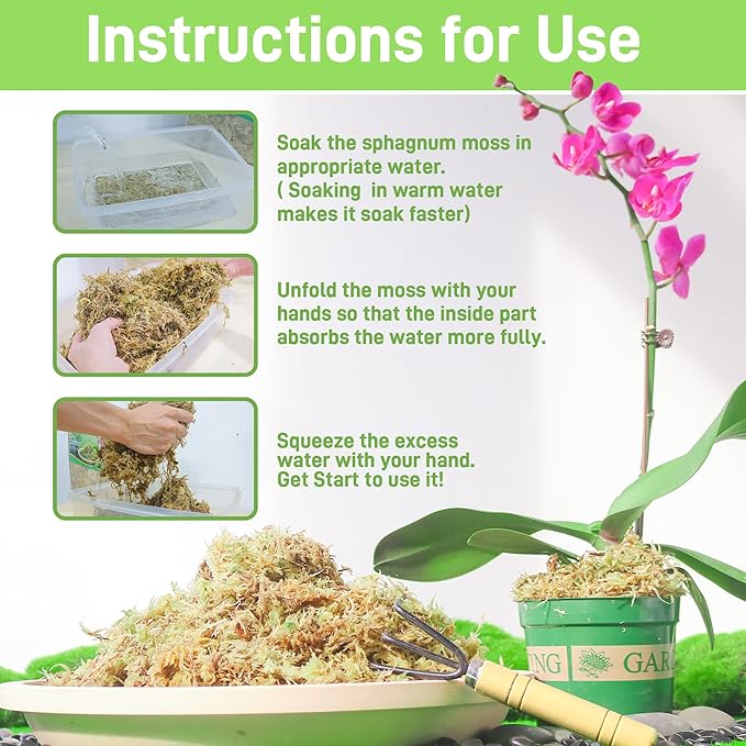 6Oz Sphagnum Moss for Plants Indoor, Premium Peat Moss for Reptiles Terrarium-6 Quarter, Natural Long Fiber Orchid Moss for Repotting Propagation Succulent Sarracenia Carnivorous Gardening