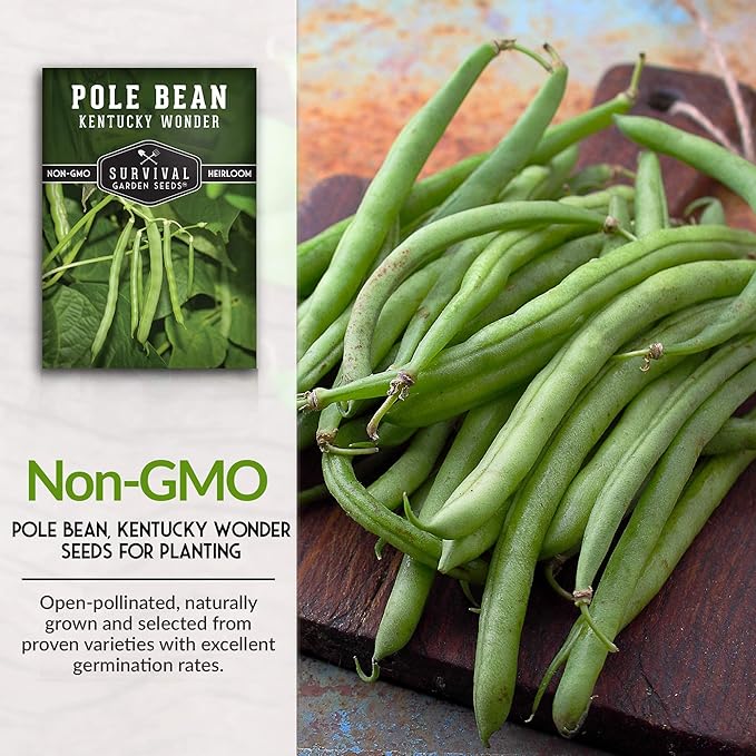 Survival Garden Seeds - Kentucky Wonder Pole Bean Seed for Planting - 1 Pack with Instructions to Plant and Grow Green Snap Beans in Your Home Vegetable Garden - Non-GMO Heirloom Variety