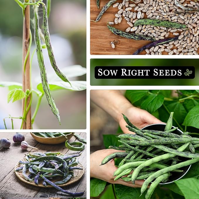 Sow Right Seeds - Rattlesnake Pole Bean Seeds for Planting - Non-GMO Heirloom Packet with Instructions to Plant an Outdoor Home Vegetable Garden - Stringless Variety - Tender with Purple Streaks (1)