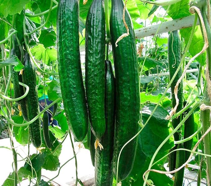 Seeds Cucumber Chinese Miracle Long Heirloom Vegetable Non GMO (20 Seeds)