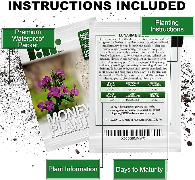50 Lunaria Biennis Seeds - Silver Dollars, Money Plant, Honesty Plant, Moonwort
