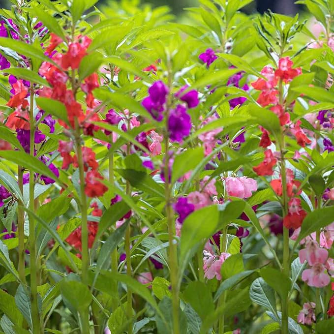 CHUXAY GARDEN 100 Seeds Mix Impatiens Balsamina,Garden Balsam,Rose Balsam, Touch-me-not,Spotted Snapweed Red Pink Purple Lovely Flowers Attractive Annual Ornamental Plant