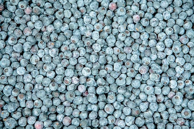 Perfect Plants Powder Blue Blueberry Live Plant, 3 Gallon, Includes Care Guide