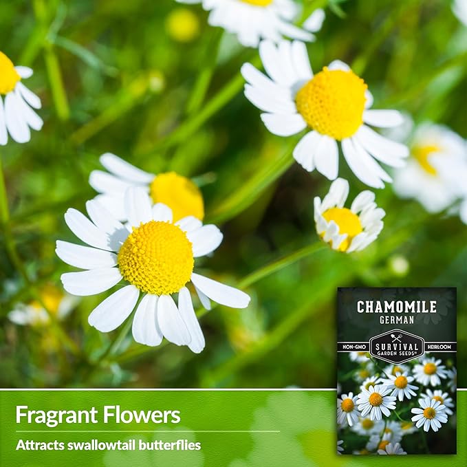 German Chamomile Seeds for Planting - 5 Packets with Instructions to Plant and Grow Matricaria chamomilla in Your Home Herb Garden - Non-GMO Heirloom Variety - Survival Garden Seeds