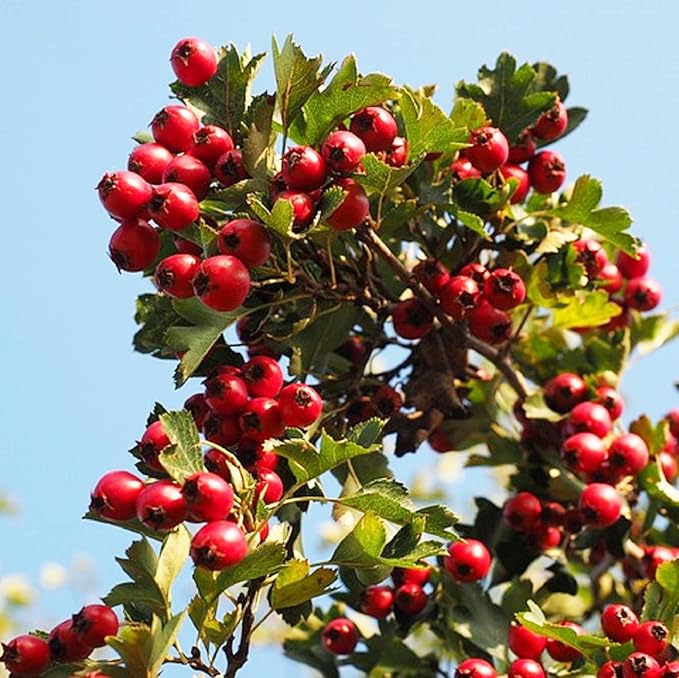 CHUXAY GARDEN 20 Seeds English Hawthorn Seeds for Planting Outdoors Heirloom Crataegus Laevigata Seed Deciduous Shrub Hawthorn Tree Plant Edible Sweet Fruit