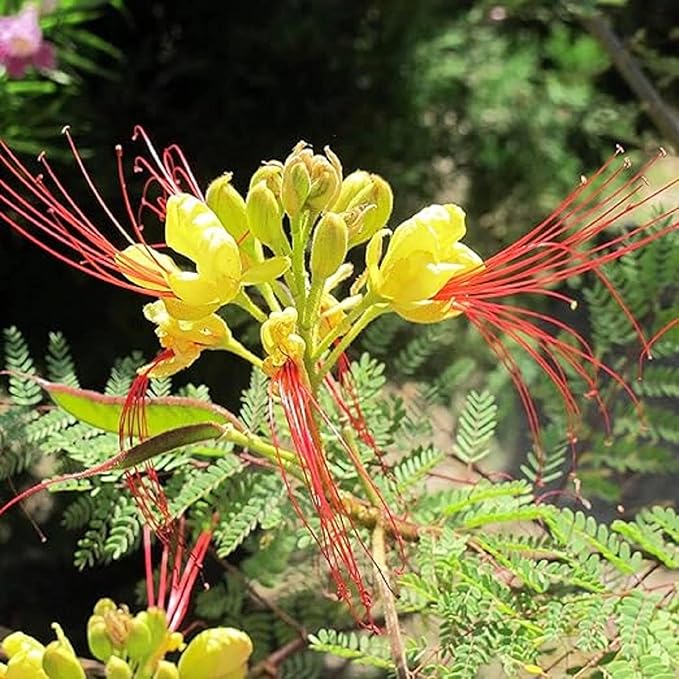 CHUXAY GARDEN Rare Yellow Bird of Paradise Seeds for Planting Outdoors Caesalpinia Gilliesii Seed 5 Seeds Perennial Drought Tolerant Poinciana Shrub Showy Privacy Plant Ornamental Flower