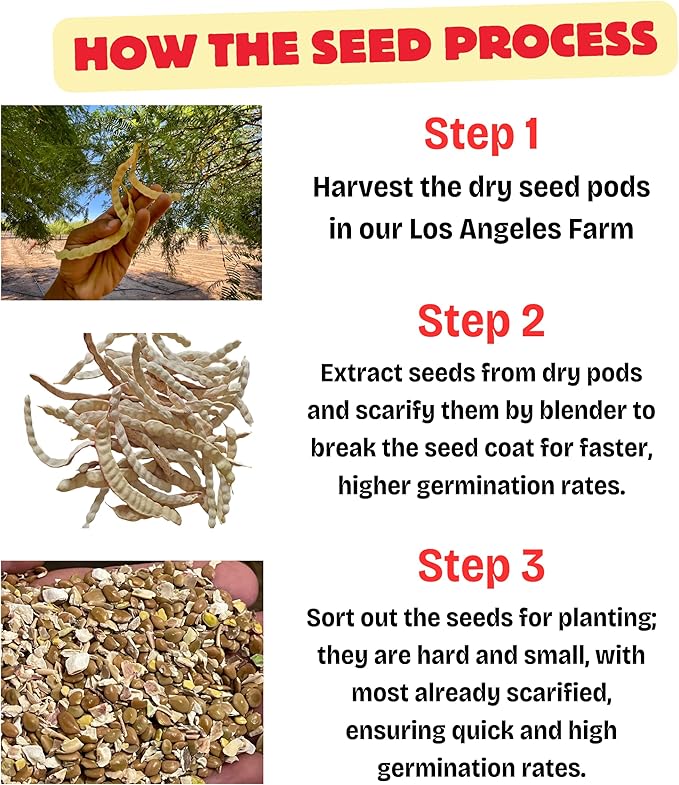 Drought-Tolerant Honey Mesquite (Prosopis) Tree Seeds (50+ Seeds) | Hardy, Fast-Growing | Perfect for Low-Water Gardens & Sustainable Landscaping