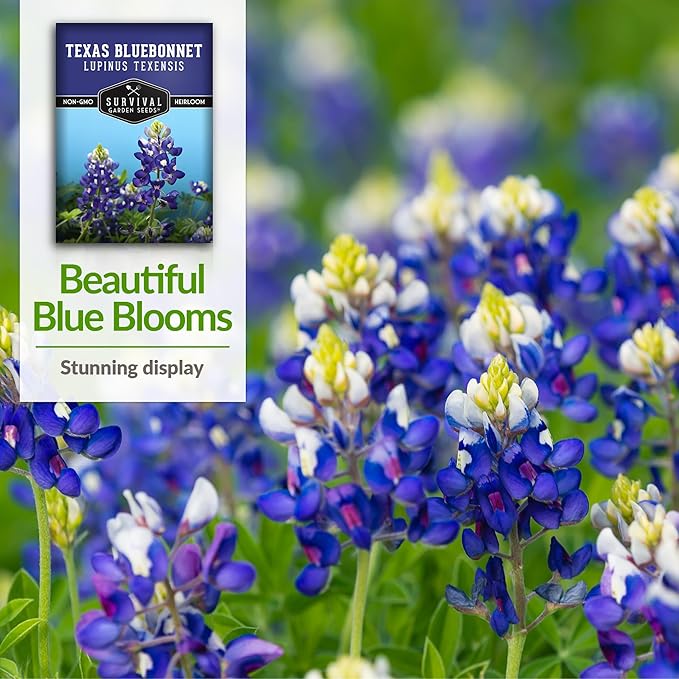 Texas Bluebonnet Seed for Planting - 5 Packets with Instructions to Plant & Grow Lupinus Texenisis in Your Home Wildflower Garden - Non-GMO Heirloom Variety- Survival Garden Seeds - Drought Resistant