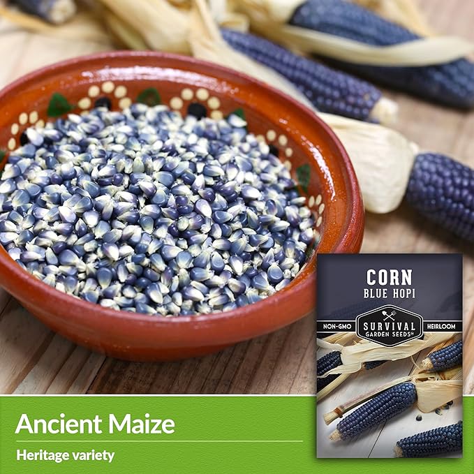 Blue Hopi Corn Seeds for Planting - 2 Packets with Instructions to Plant and Grow Heritage Blue Maize in Your Home Vegetable Garden - Non-GMO Heirloom Variety - Survival Garden Seeds