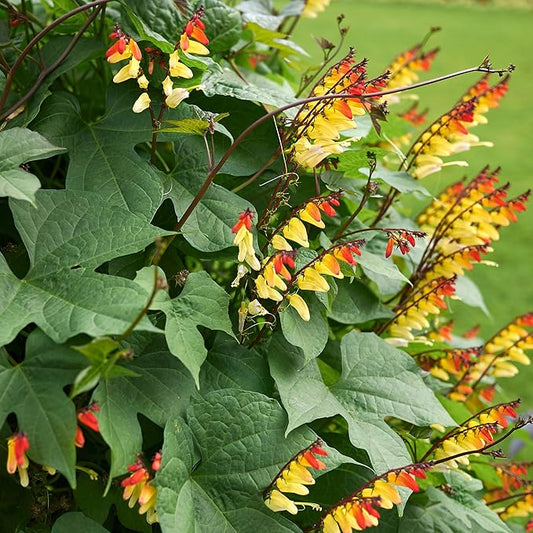 Outsidepride 100 Seeds Perennial Mina Lobata Firecracker Flowering Vine Seeds for Planting