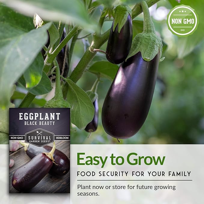3 Packs Black Beauty Eggplant Seed for Planting - Packet with Instructions to Grow Purple Aubergine Plants in Your Home Vegetable Garden - Non-GMO Heirloom Variety - Survival Garden Seeds