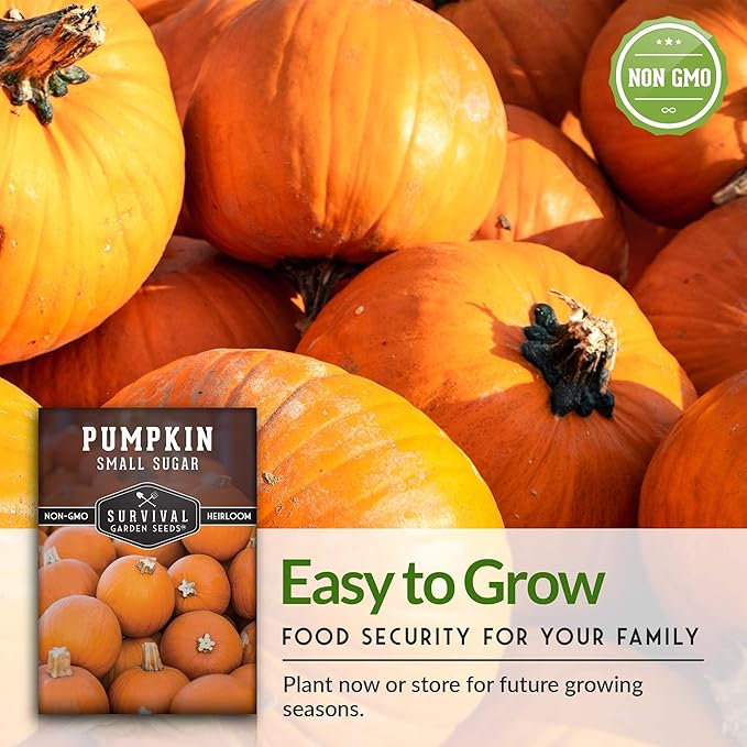 Survival Garden Seeds - Small Sugar Pumpkin Seed for Planting - 5 Packs with Instructions to Plant and Grow Pie Pumpkins in Your Home Vegetable Garden - Non-GMO Heirloom Variety Plant Seed