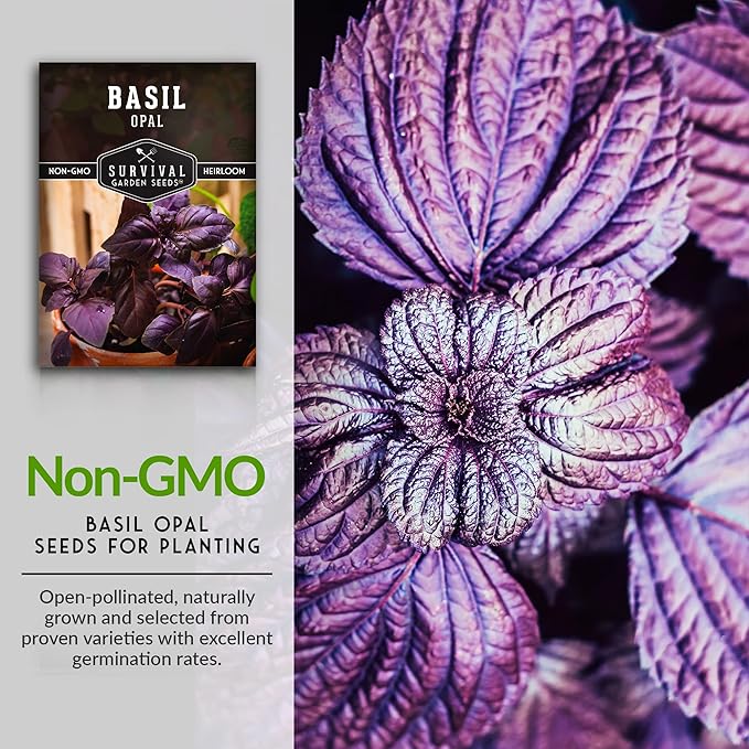 Survival Garden Seeds - Opal Basil Seed for Planting - 2 Packs with Instructions to Plant and Grow Delicious & Unique Purple Basil Herb Plants in Your Home Vegetable Garden - Non-GMO Heirloom Variety