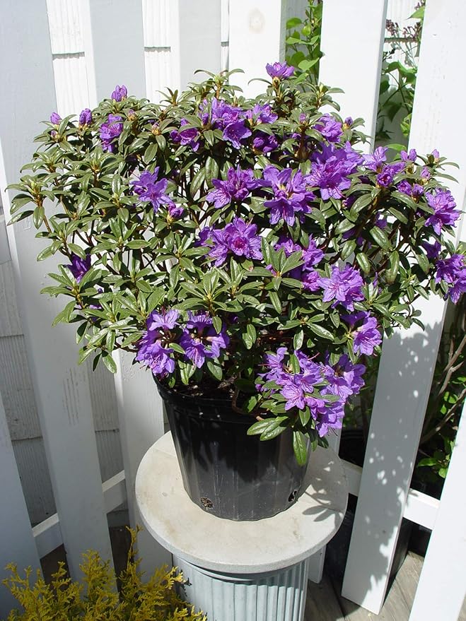 Rhododendron X 'Blue Baron' (Rhododendron) Evergreen, bluish purple flowers, #2 - Size Container