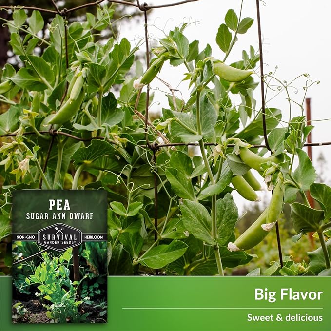 Sugar Ann Dwarf Pea Seed for Planting - 3 Packets with Instructions to Plant and Grow Sweet Snap Peas in Your Home Vegetable Garden - Non-GMO Heirloom Variety - Survival Garden Seeds